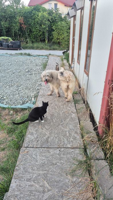 Donez cățelușă sterilizata pe nume Yuky!