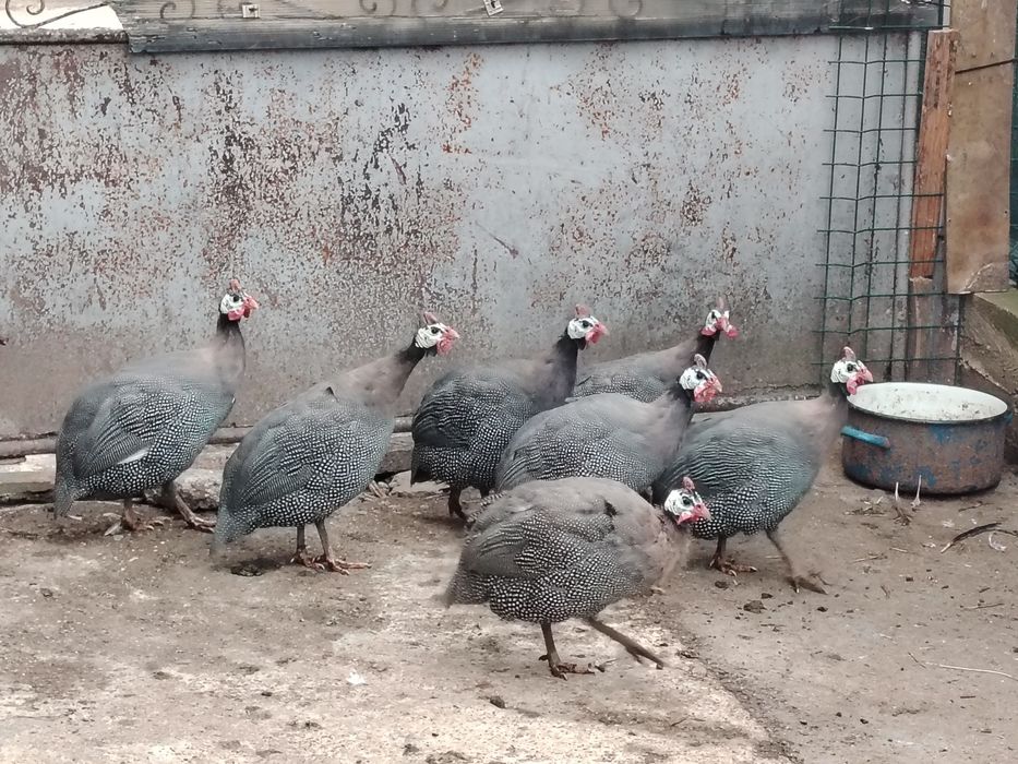 Bibilici masculi
