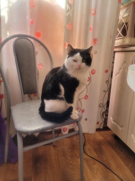 Отдам молодого котика в добрые руки