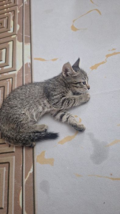 Отдам котят хорошие руки