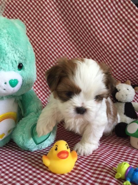Shih Tzu mascul disponibil