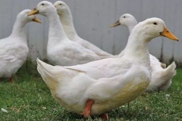 Продам уток Агидель живьём