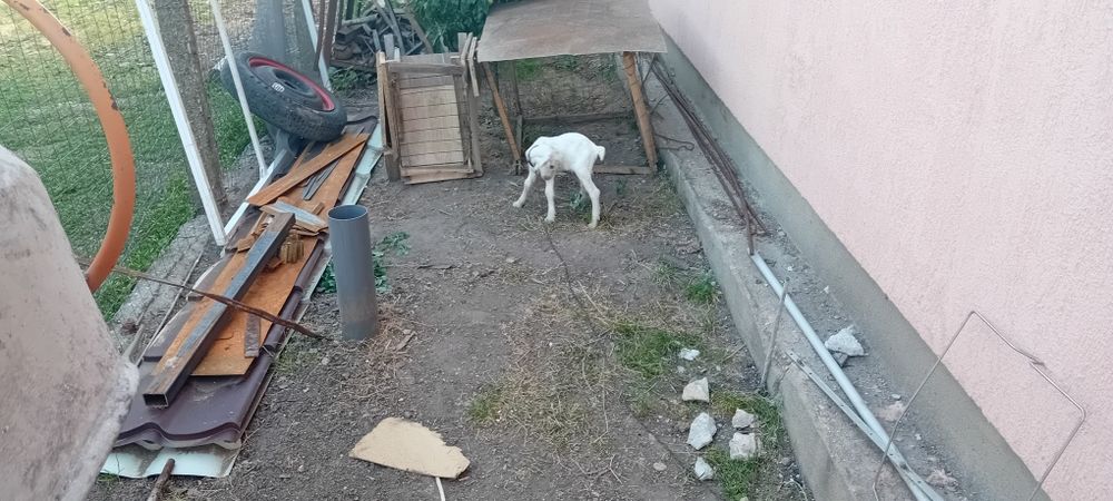 Vând ied pt biberon