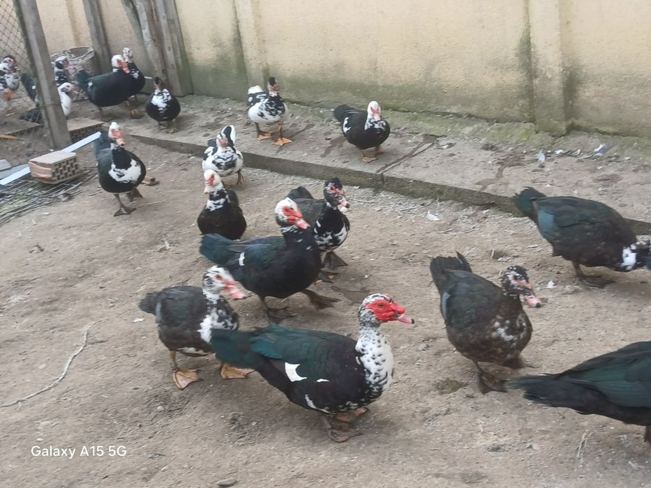 Vând Rațe leșești