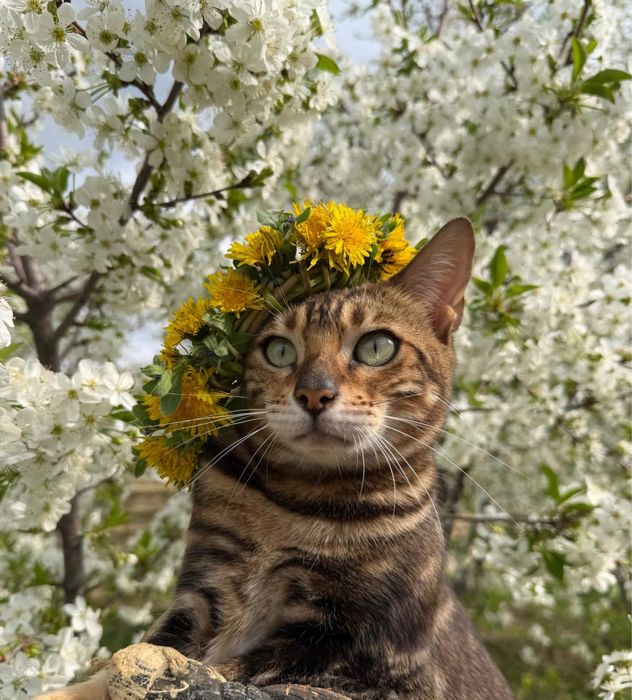 Котята бенгала продам