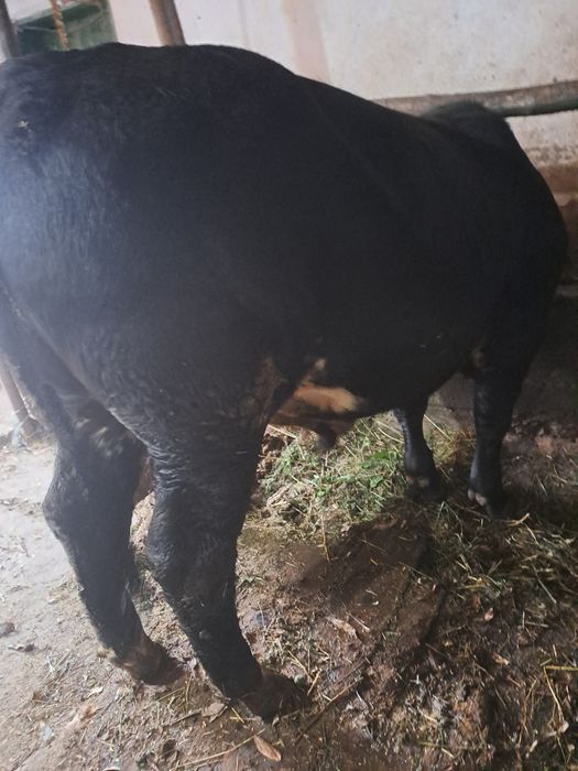 Taur angus negru