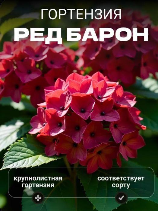 Гортензия крупнолистная Red Baron саженец C2