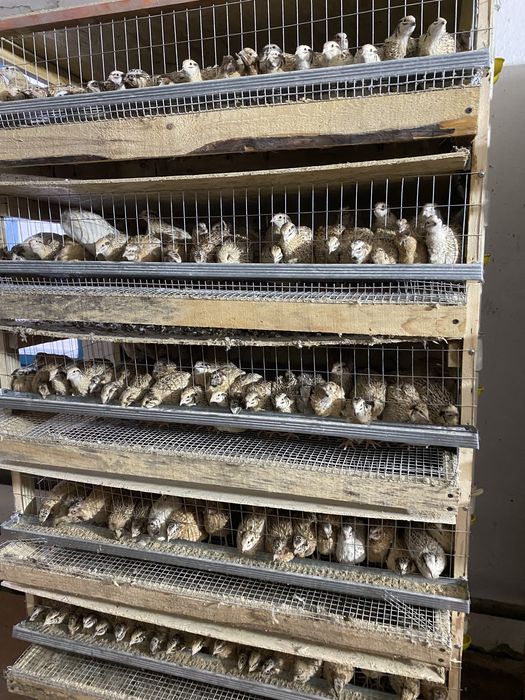 Бөдене перепела