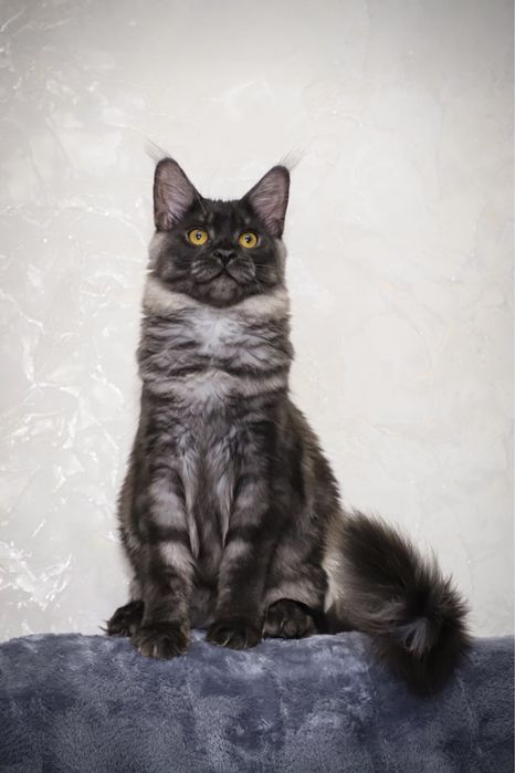 Кошка породы Мейн кун классик