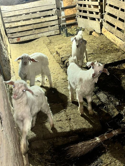 Заненская козлята продам