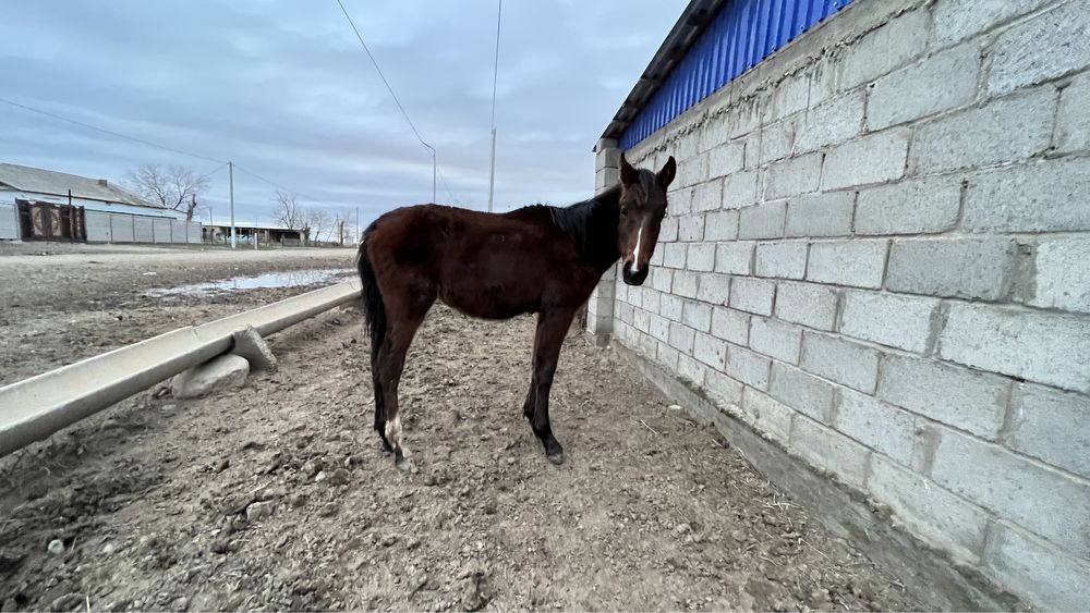 Жеребец, кунан, тай, айгыр, ат, лошадь