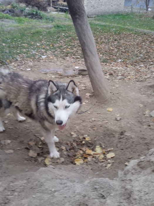 продам  собака  хаски