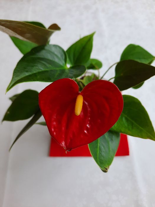 Продам цветущие антуриумы