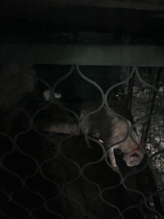 Собака продается