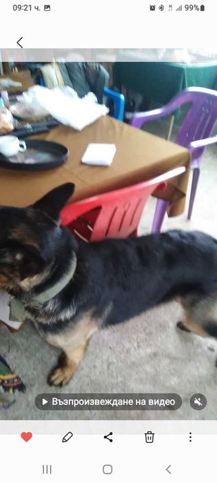 ТЪРСИ СЕ открадната  Немска овчарка