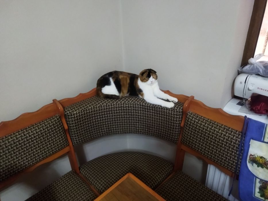 Продается кошки пародисты чисто кровные