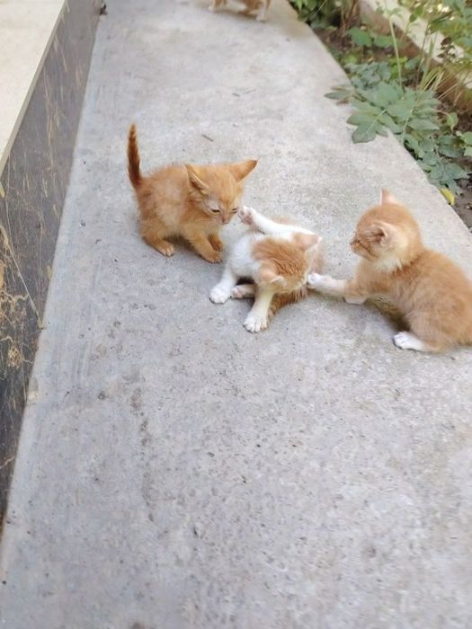 Отдам котят в хорошие руки