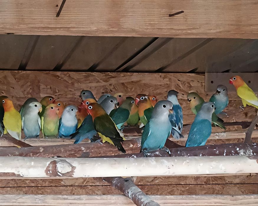 Papagali perusi,agapornis  disponibili