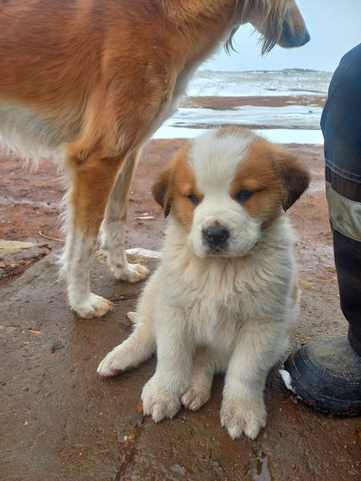 Щенки Сенбернара