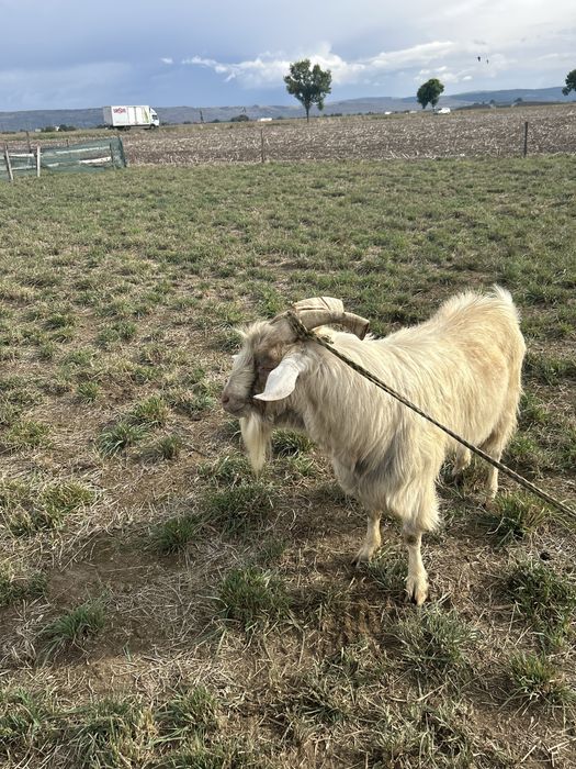 Vand tap metis saanen cu boer