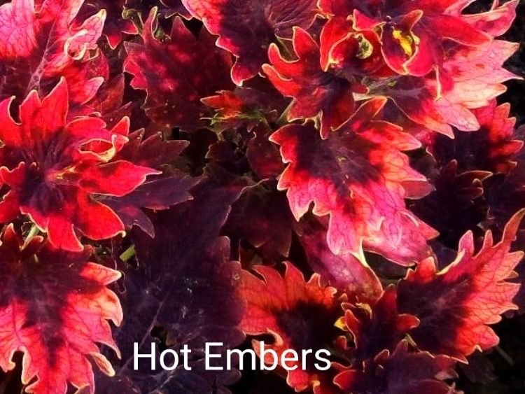 Продам сортовые колеусы