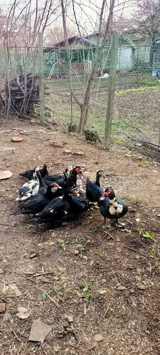 Rațe mute de vânzare