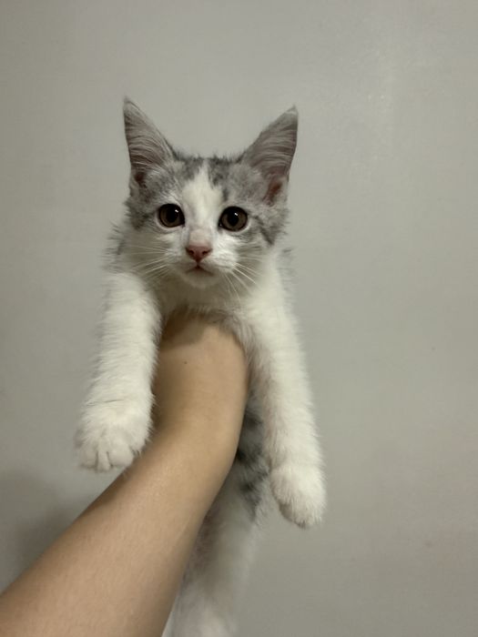котят в добрые руки