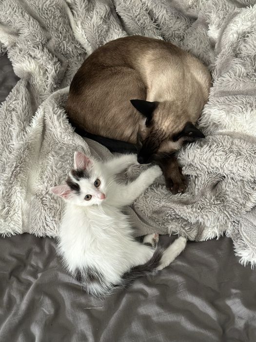 Отдам малютку кошку 2 месяца