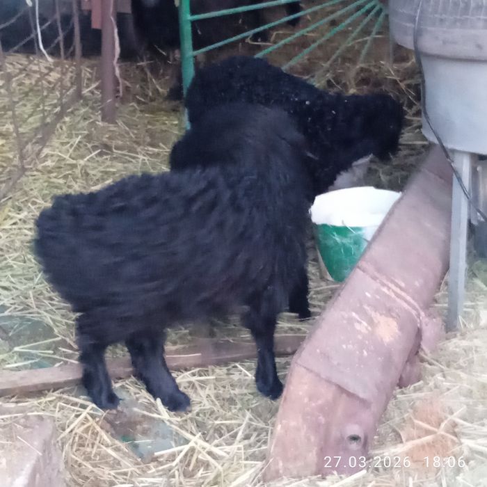 Козылар. Ягнята.