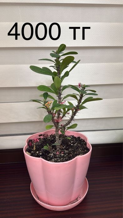 Комнатные цветы.