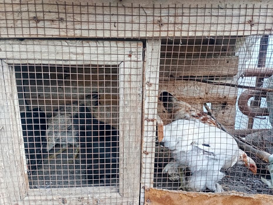 Yosh Tovuqlar sotiladi