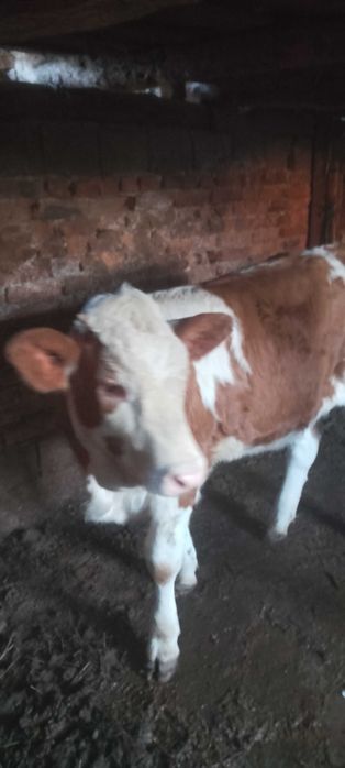 Vând vițea bălțată românească