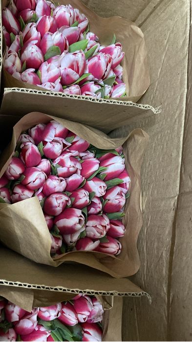 Белорусские тюльпаны 650тг