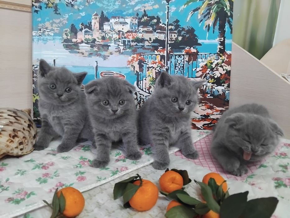 Продажа шотландских котят