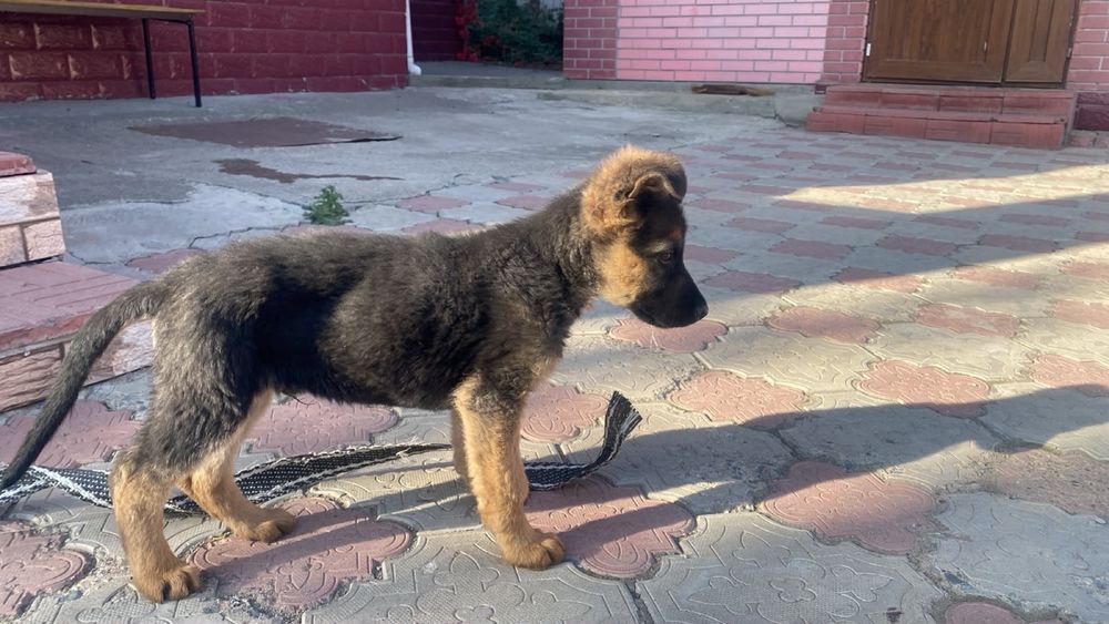 Продам щенка овчарки
