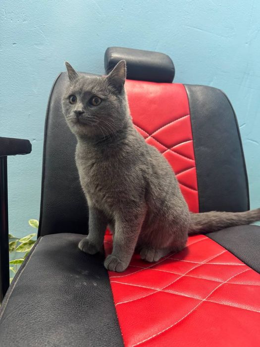 Скот пишак сотувда