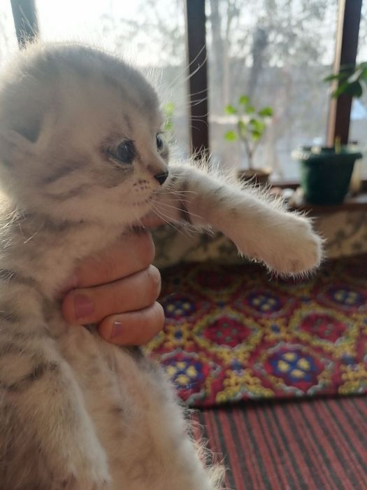 Scotish Fold Zotli Mushuk Bolasi Sotiladi 1oylik
