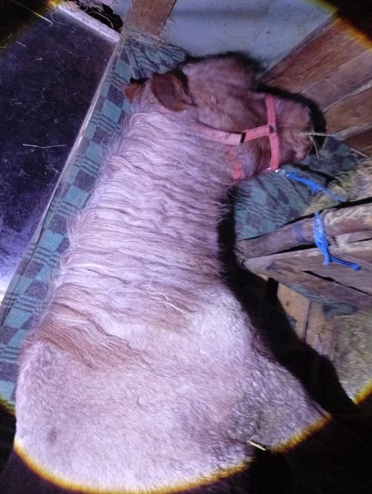 Vând o mânză de 10 luni dacă vă interesează