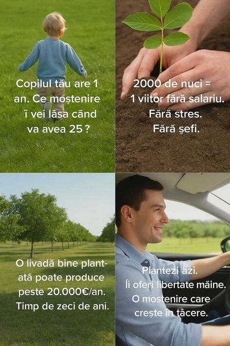 Puieți nuc Geoagiu altoiți 2 ani  Micorizați Rezistenți Pepiniera Cluj