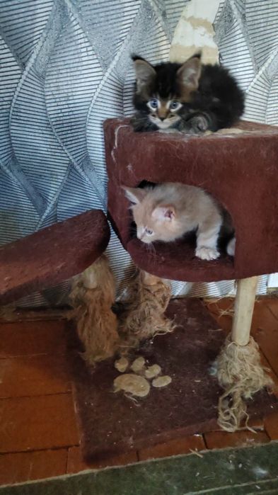 Котята Мейн куны