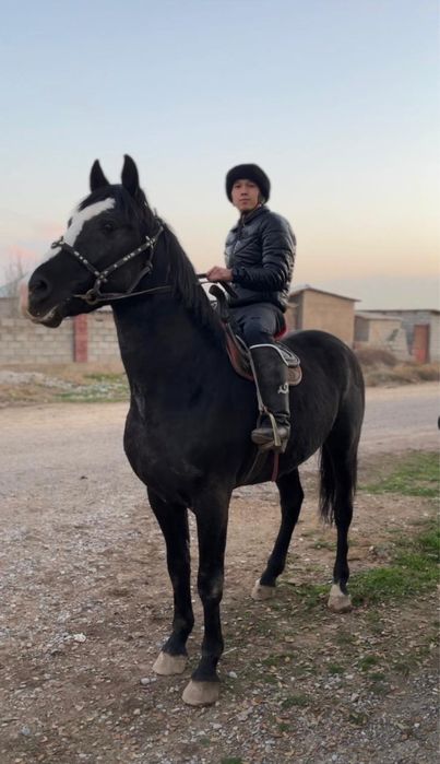 Айгыр сатылады!