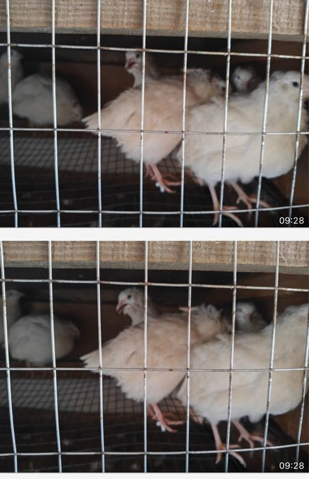Продам перепелок молодых,