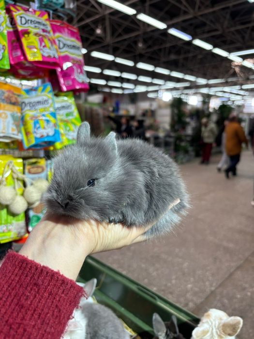 Декоративные кролики новое поступление