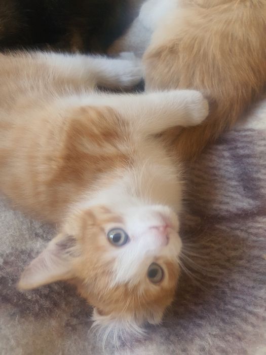 Мои забавные котята ищут хорошего  хозяина