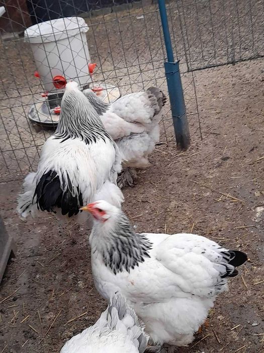 Vand oua incubat Brahma HD - rasa mare