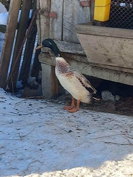 Oua pentru incubat de la rate indiene alergatoare