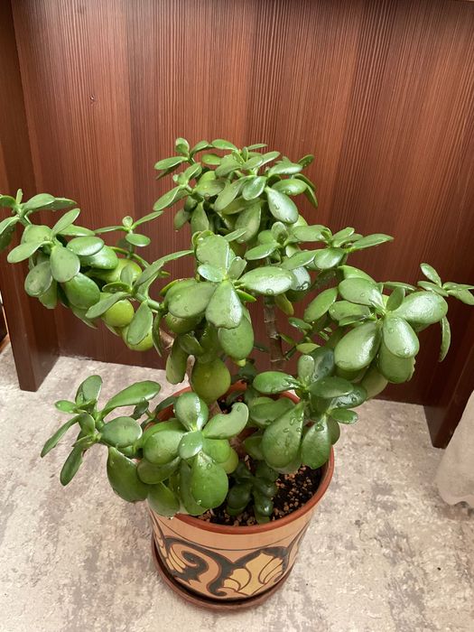 Денежное дерево (толстянка)