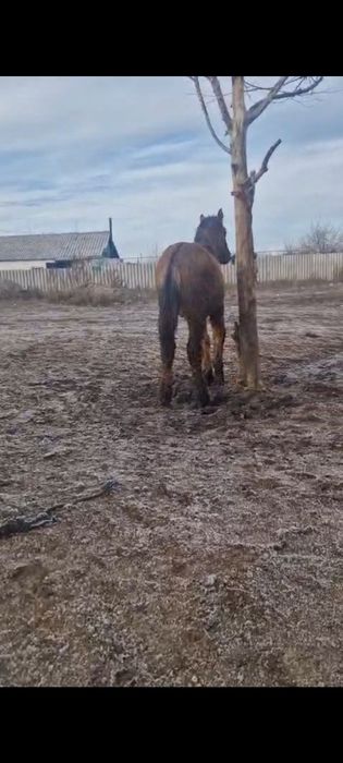 Жабағы сатылады еркек