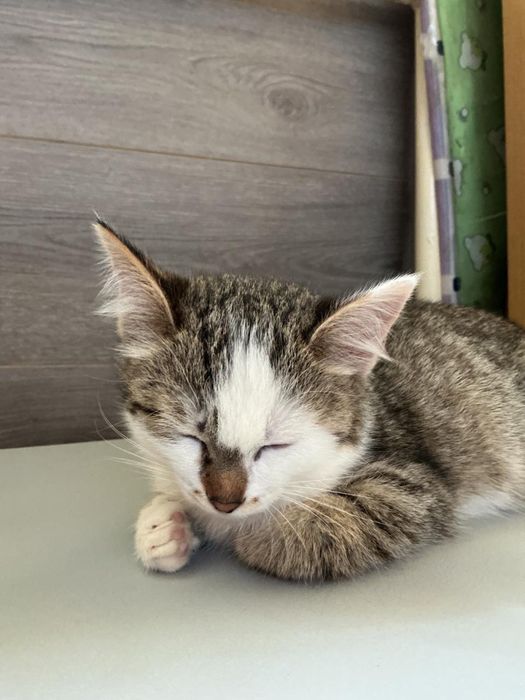 Отдам котенка в добрые руки