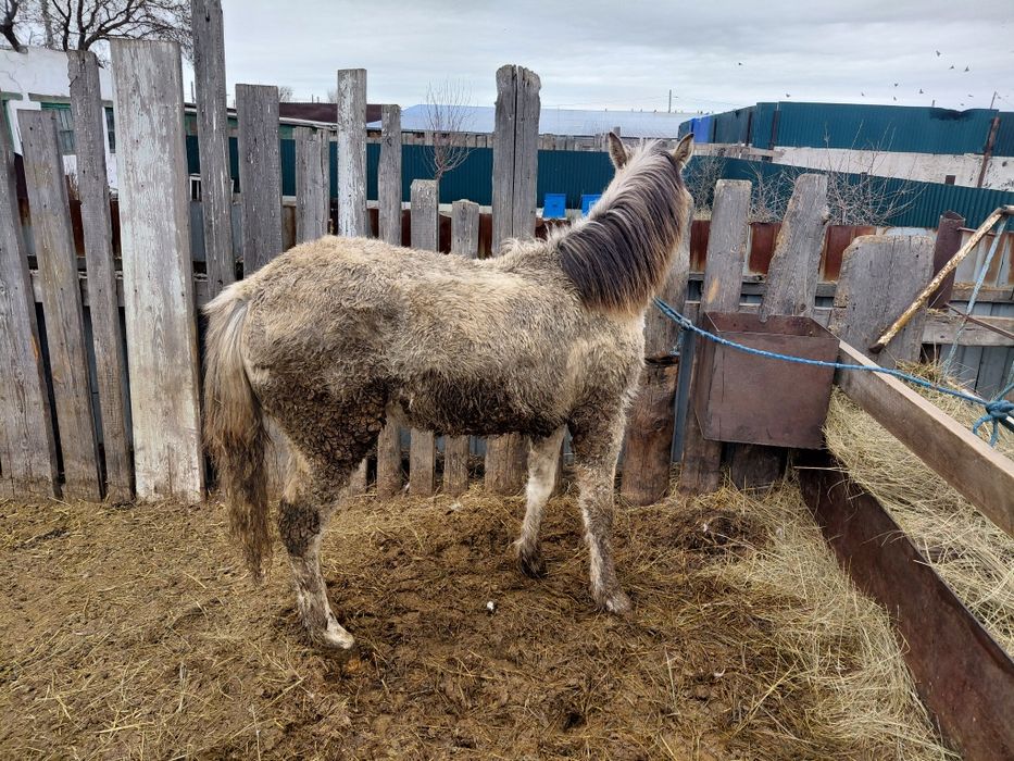 Продам кобылку .
